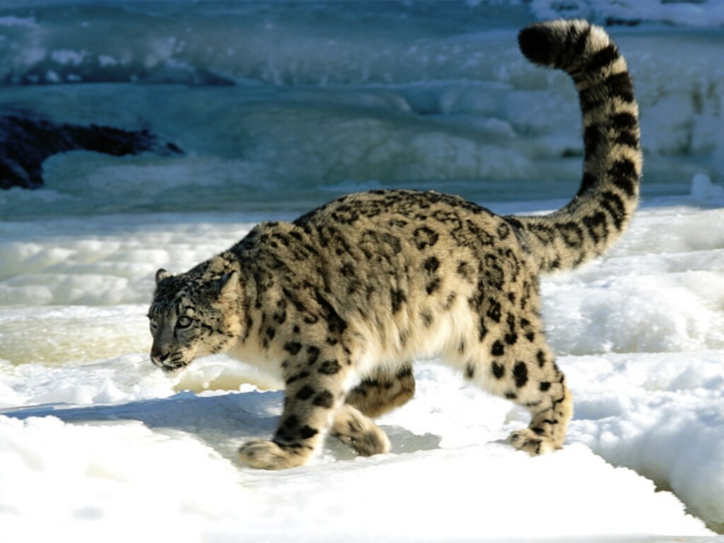 Altai