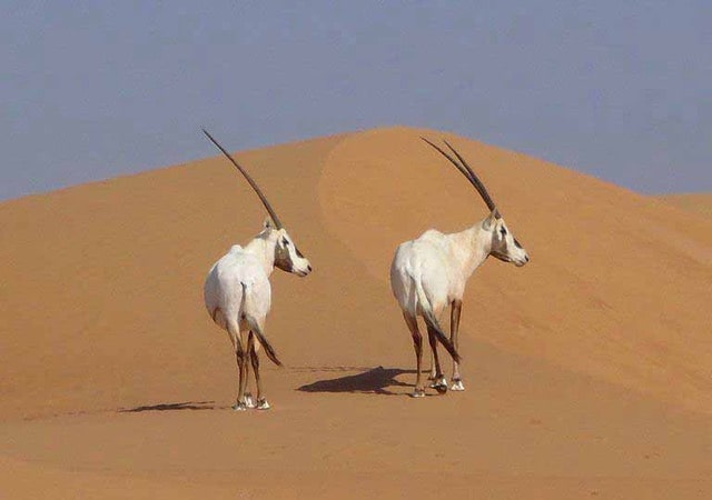 Arabia
