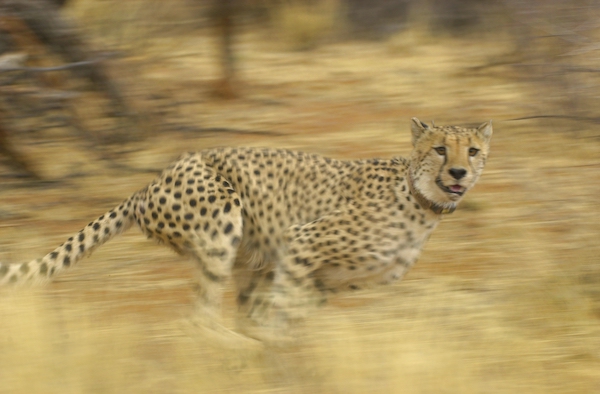 Namibia