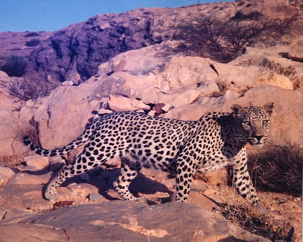 Oman