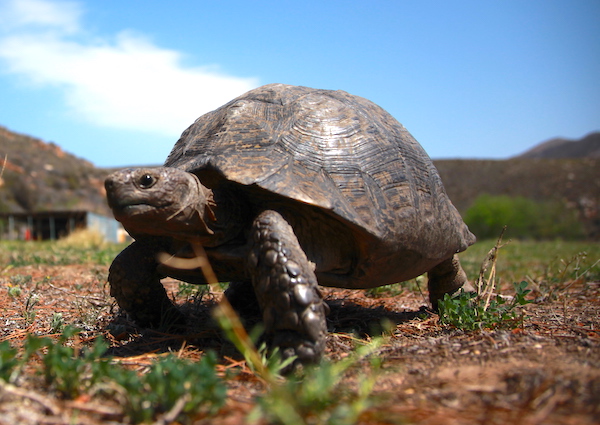 South Africa