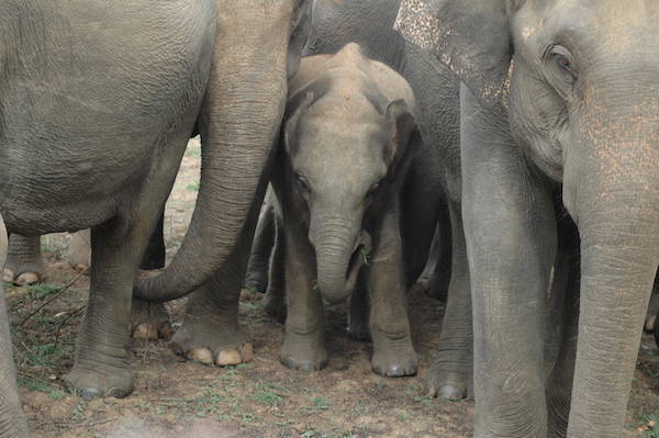 Sri Lanka