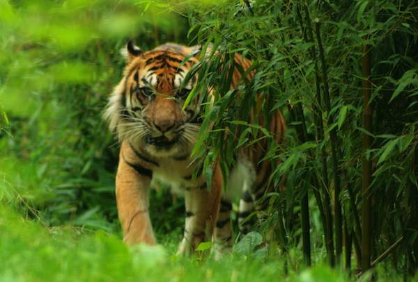 Sumatra
