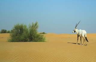 wildlife conservation volunteering