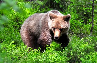wildlife conservation volunteering