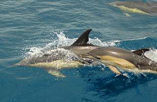 wildlife conservation volunteering