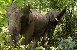wildlife conservation volunteering