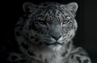 wildlife conservation volunteering