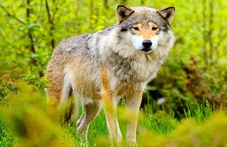 wildlife conservation volunteering