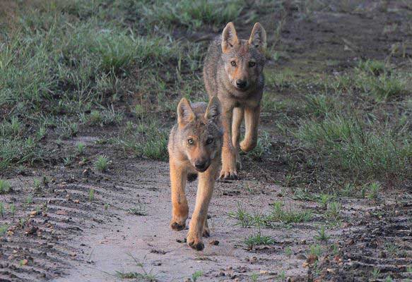 Young wolves (c) Theo Grüntjens