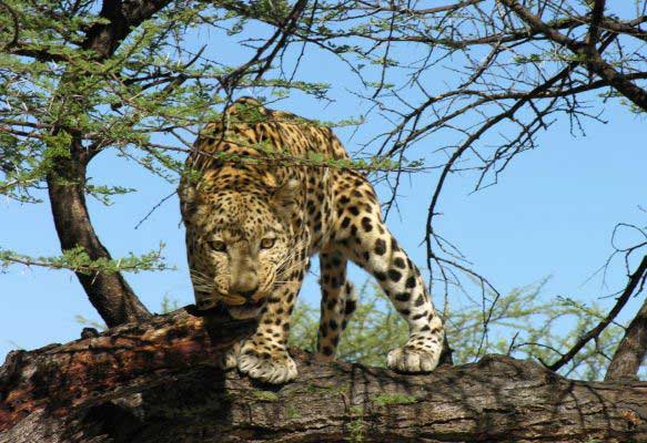 Leopard