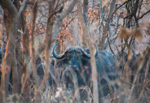 Buffalo