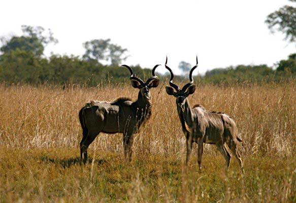 Kudu