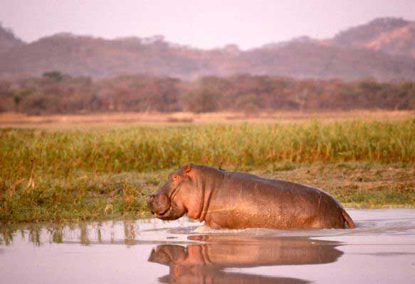 Hippo