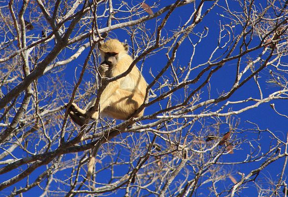 Yellow baboon