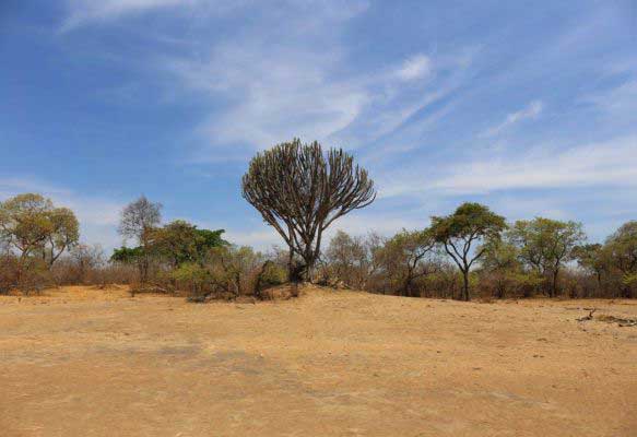 Inside Vwaza Reserve