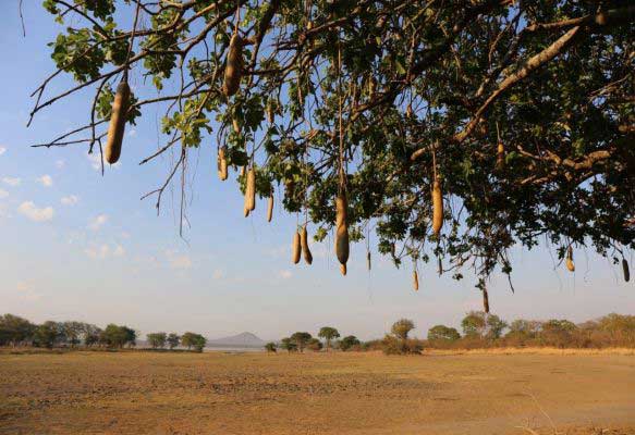 Inside Vwaza Reserve
