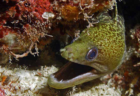 Reef life (c) Volker Lottmann