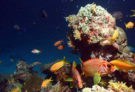 Reef life (c) Volker Lottmann