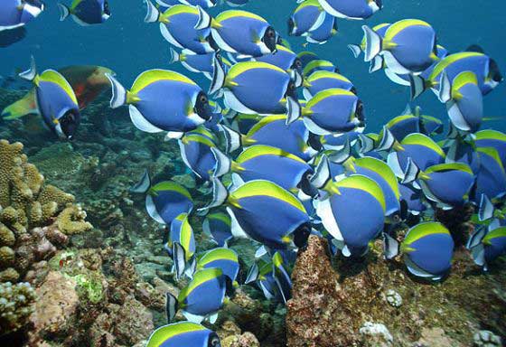 Reef life (c) Volker Lottmann