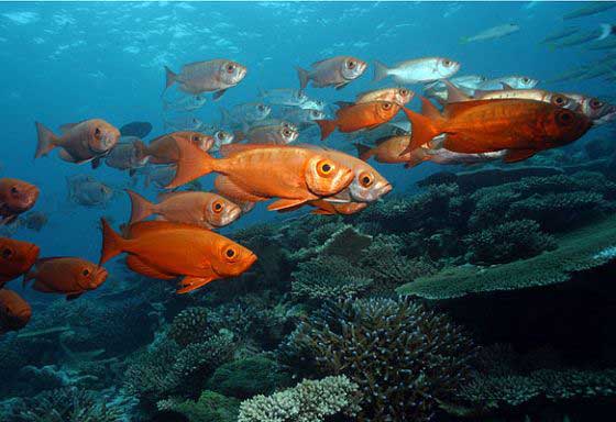 Reef life (c) Volker Lottmann