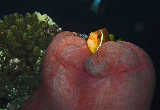 Reef life (c) Shidha Afzal
