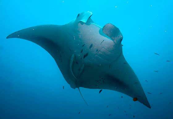Manta ray cruising by the reef