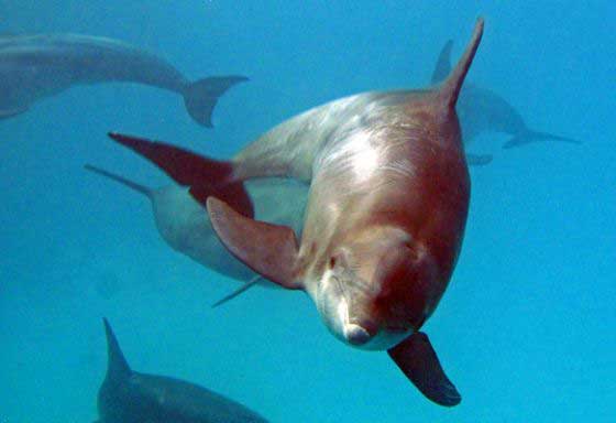 Dolphins visiting the reef