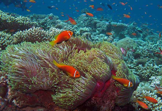 Reef life