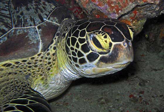 Reef life