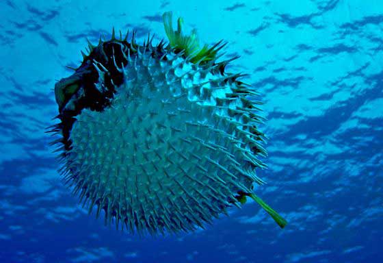 Reef life