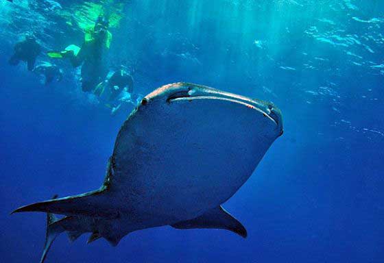 Whale shark