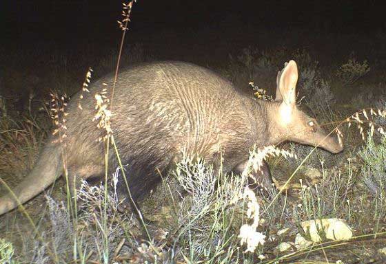 Aardvark caught in a camera trap (c) Blue Hill Nature Reserve
