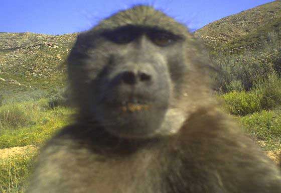 Baboon selfie by camera trap ;) (c) Blue Hill Nature Reserve