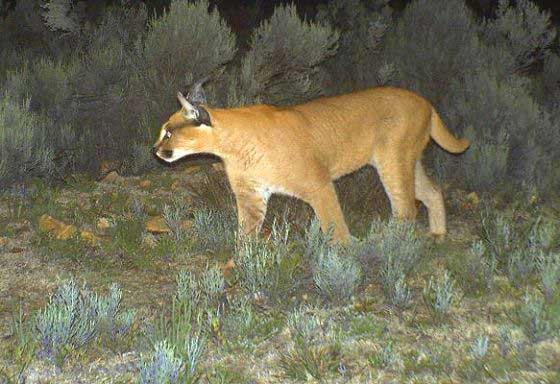 Caracal caught in a camera trap (c) Blue Hill Nature Reserve