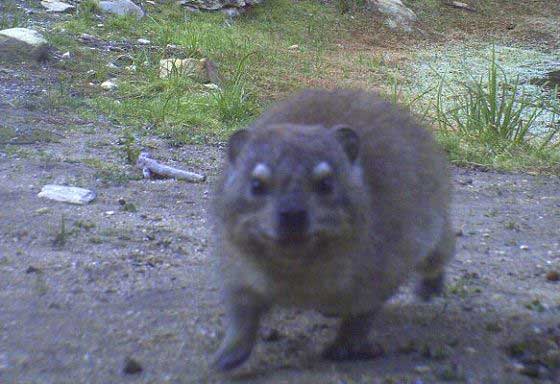 Hyrax caught in a camera trap (c) Blue Hill Nature Reserve