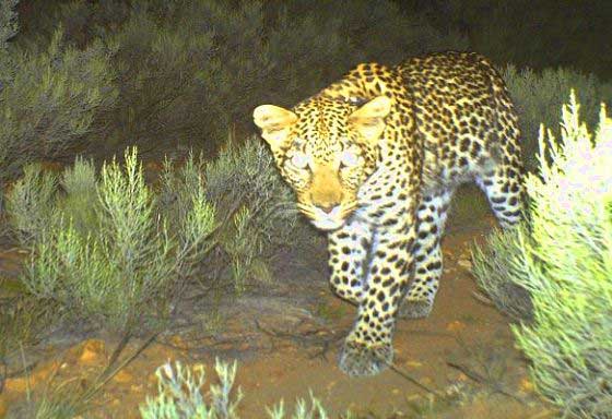 Cape leopard caught in a camera trap (c) Blue Hill Nature Reserve