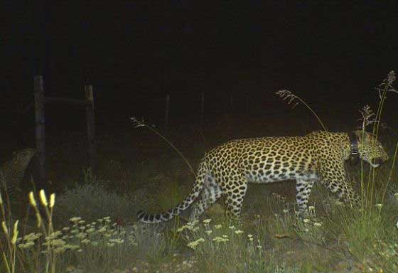 Cape leopard caught in a camera trap (c) Blue Hill Nature Reserve