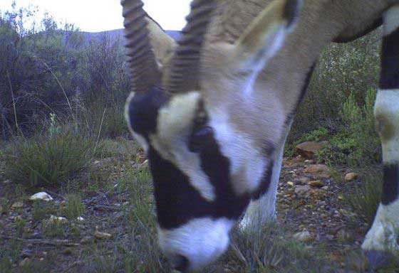 Oryx caught in a camera trap (c) Blue Hill Nature Reserve