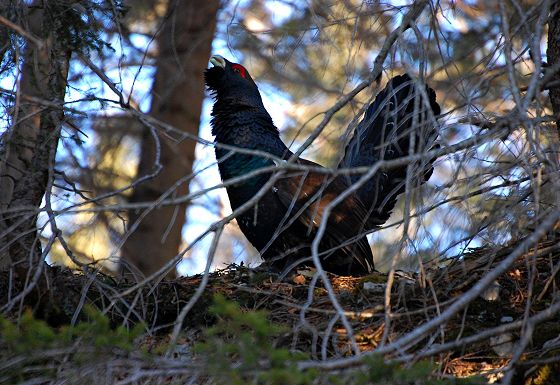 Capercaillie
