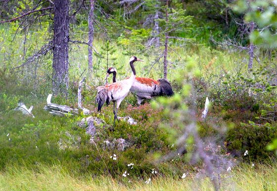 Cranes