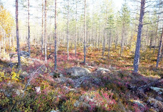 Swedish landscape