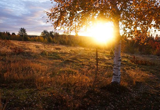 Swedish landscape
