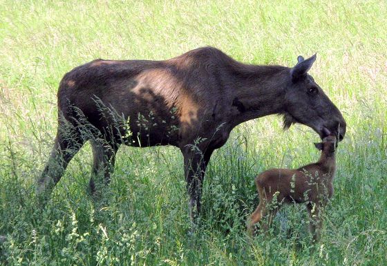 Moose & young