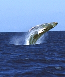 Whale breaching